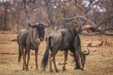 Mavi antilop çimlerin üzerinde duruyor ve yemek yiyor..