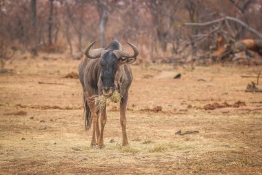 Mavi antilop çimlerin üzerinde duruyor ve yemek yiyor..