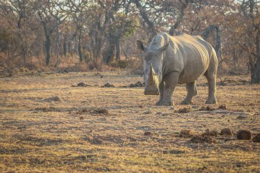 Büyük erkek. Beyaz gergedan çimlerin üzerinde duruyor..