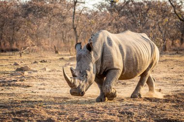 Beyaz rhino ayakta çim.