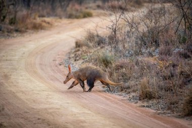 Aardvark crossing a bush road. clipart