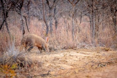 Aardvark walking in the African bush. clipart