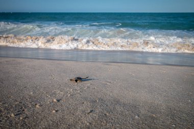 Kumsalda yumurtadan çıkan yeşil deniz kaplumbağası..