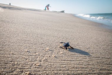 Kumsalda yumurtadan çıkan yeşil deniz kaplumbağası..