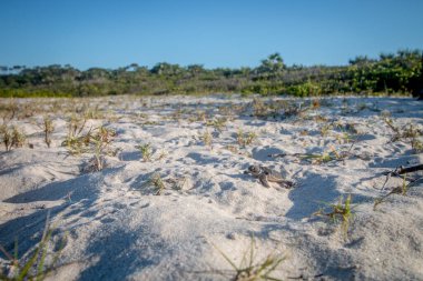Kumsalda yumurtadan çıkan yeşil deniz kaplumbağası..