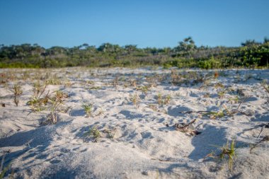 Kumsalda yumurtadan çıkan yeşil deniz kaplumbağası..