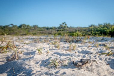 Kumsalda yumurtadan çıkan yeşil deniz kaplumbağası..