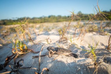 Kumsalda yumurtadan çıkan yeşil deniz kaplumbağası..