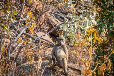 Chacma babunu bir kayanın üzerinde oturuyor..