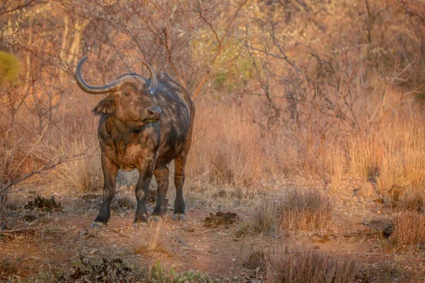 Büyük Afrika bufalosu çimlerin üzerinde. — Stok fotoğraf