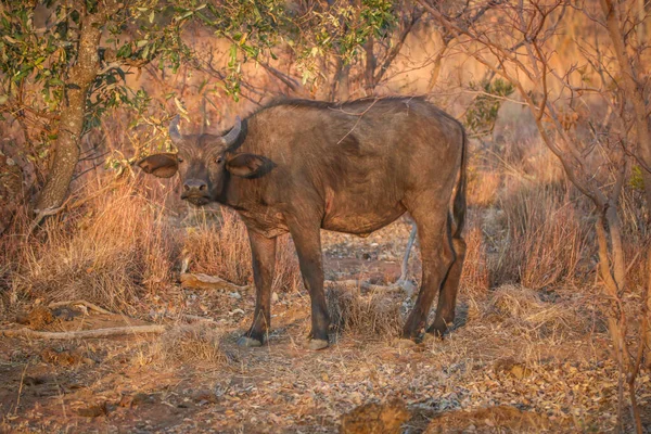 Búfalo africano jovem em pé na grama . — Fotografia de Stock