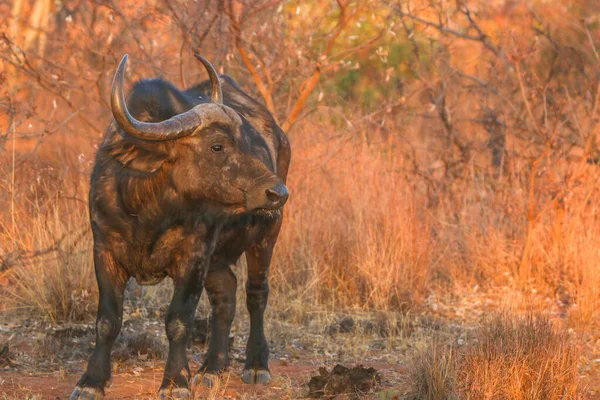 Grote Afrikaanse buffelstier in het gras. — Stockfoto