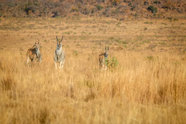 Manada de Eland em pé na grama alta . — Fotografia de Stock