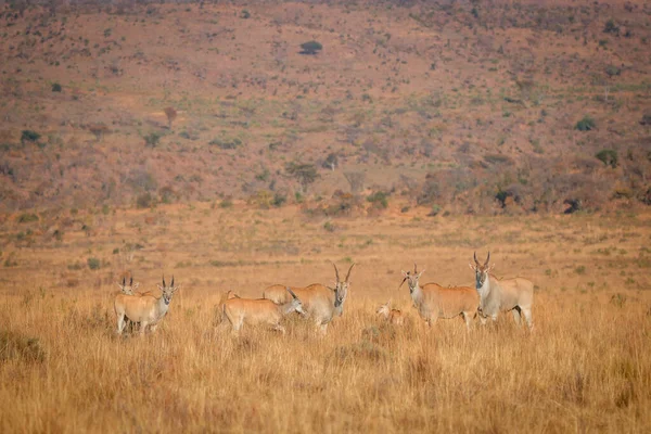 Manada de Eland em pé na grama alta . — Fotografia de Stock