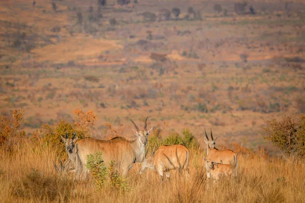 Manada de Eland em pé na grama alta . — Fotografia de Stock