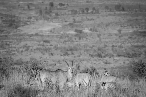 Herd of Eland standing in the high grass. — Stock Photo, Image
