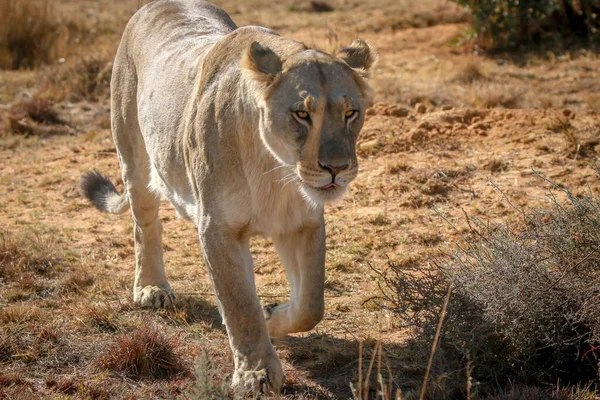 Lionne marche vers la caméra . — Photo