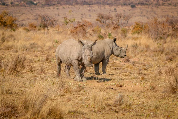 Doi rinoceri albi în picioare în iarbă . — Fotografie, imagine de stoc