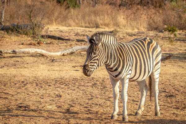 Zebra standing in the grass in the Welgevonden game reserve, South Africa.