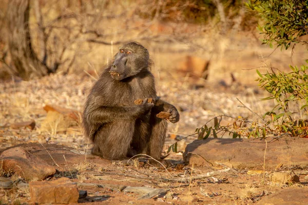 Babbuino Chacma seduto e mangiare . — Foto Stock