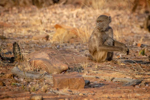 Jovem babuíno Chacma sentado e olhando ao redor . — Fotografia de Stock