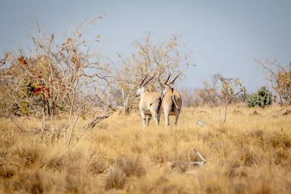 Duas Elands caminhando na grama . — Fotografia de Stock