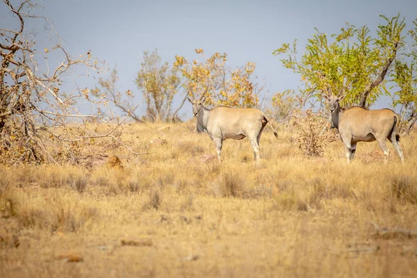 Duas Elands em pé na grama . — Fotografia de Stock