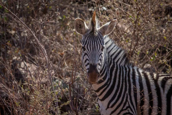 Nahaufnahme eines Zebras, das in die Kamera starrt. — Stockfoto