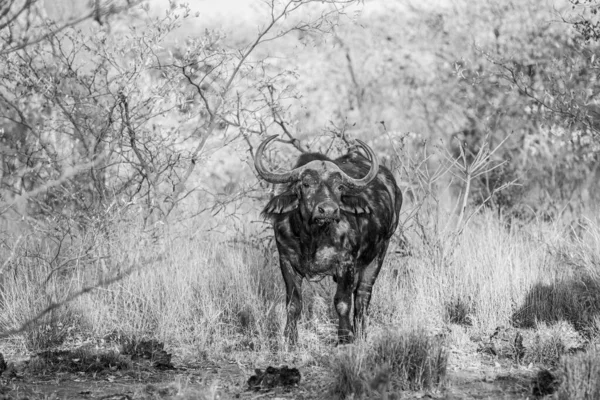 Búfalo africano estrelando a câmera . — Fotografia de Stock