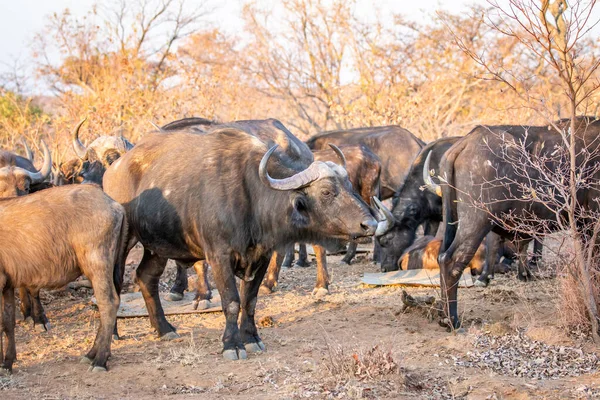 Side profile of an African buffalo.