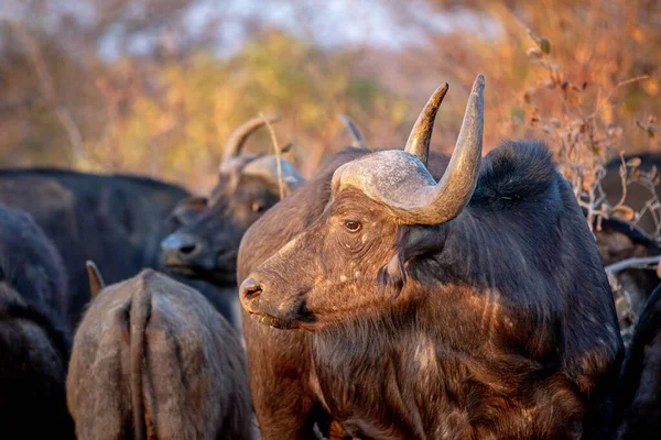 Boční profil buvol africký. — Stock fotografie