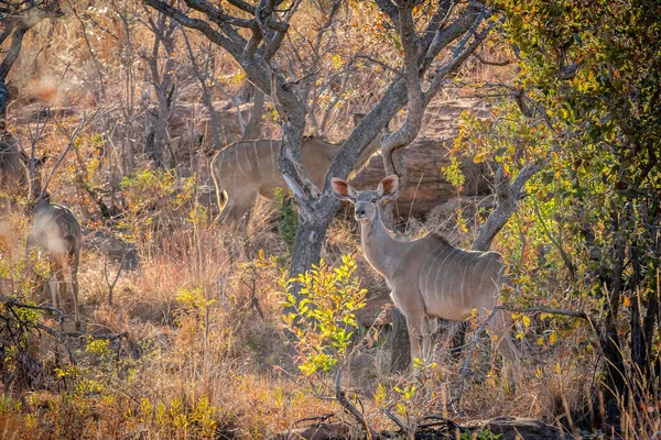 Mulher Kudu de pé no arbusto . — Fotografia de Stock