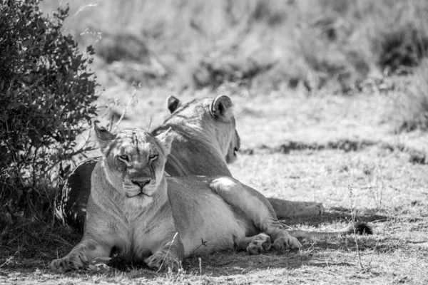Deux lionnes assises sous un buisson . — Photo