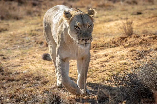 Leona caminando hacia la cámara . — Foto de Stock