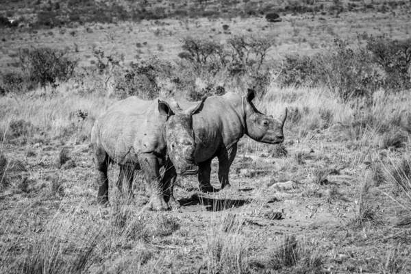Два білих носорога стоять на траві . — стокове фото
