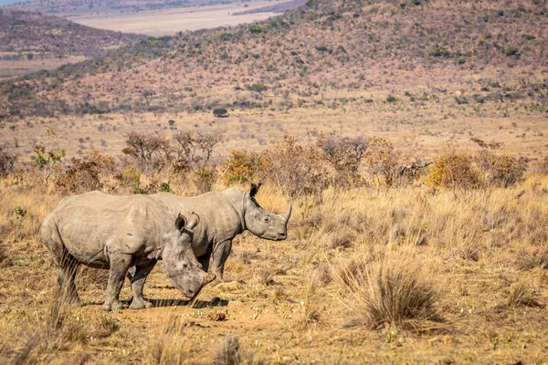 Doi rinoceri albi în picioare în iarbă . — Fotografie, imagine de stoc