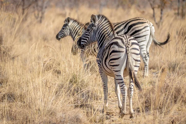 Zebras standing in the high grass. — Stock Photo, Image