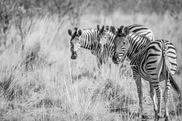 Zebras em pé na grama alta . — Fotografia de Stock