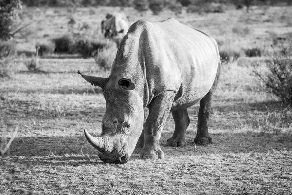 Rinocer alb în picioare în iarbă și pășunat . — Fotografie, imagine de stoc