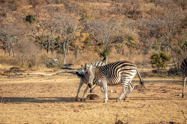 Duas Zebras lutando em uma planície . — Fotografia de Stock