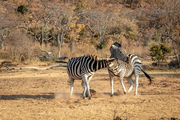Twee Zebra 's vechten op een vlakte.. — Stockfoto
