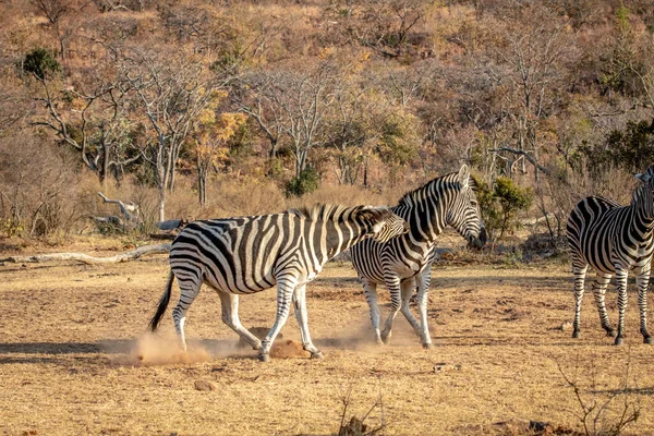 Ovada kavga eden iki zebra.. — Stok fotoğraf