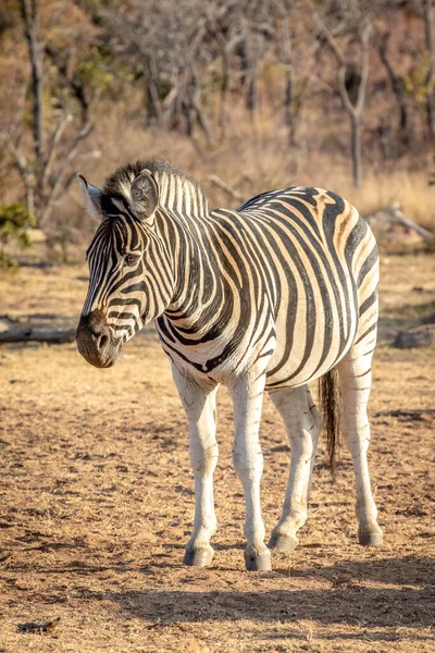 Zebra stojąca w krzakach w trawie. — Zdjęcie stockowe