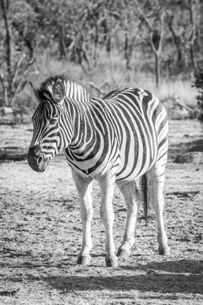 Zebra em pé na grama no arbusto . — Fotografia de Stock
