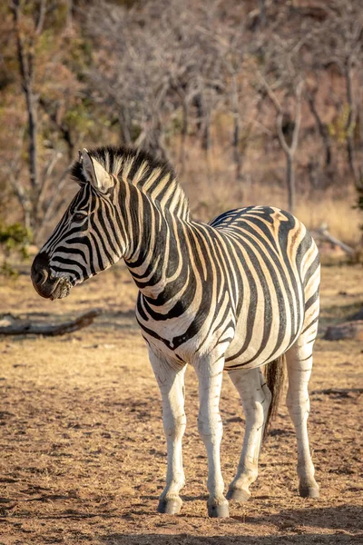 Zebra çalıların arasında çimlerde duruyor.. — Stok fotoğraf