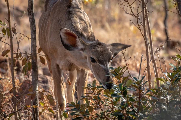 Young female Kudu eating some leaves. — Stock Photo, Image