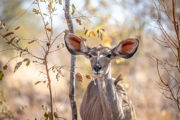Close-up van een jong vrouwtje Kudu. — Stockfoto