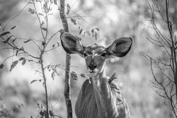 一名年轻女性Kudu的近身特写. — 图库照片