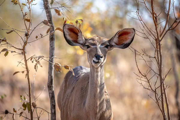 Close up of a young female Kudu. — Stock Photo, Image
