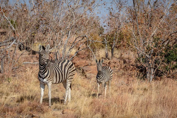 Moeder met een baby Zebra Zebra. — Stockfoto